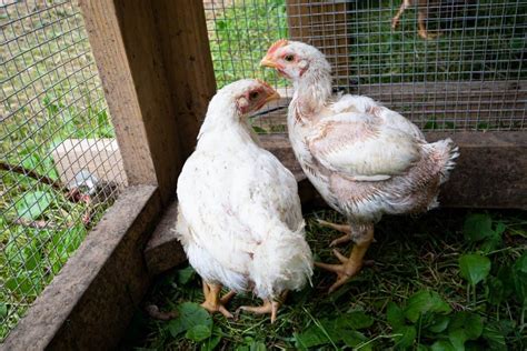 Broiler Chicken Breeds: 16 of the Best Meat Chickens - Amy K. Fewell