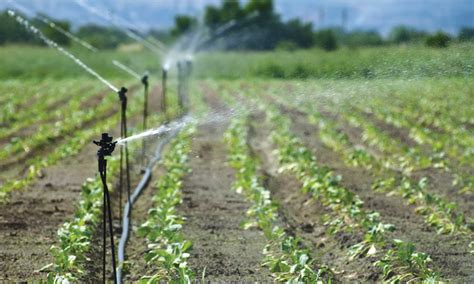 Spray Irrigation | Thinkwater Peats Ridge