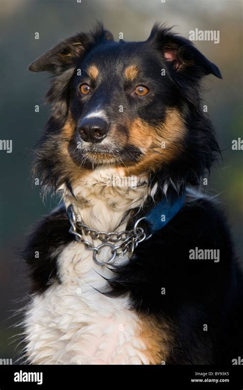 Border collie dog Single adult male portrait Park, Gosport Stock Photo ...