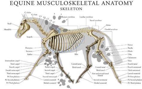 Musculoskeletal Anatomy Of Your Horse