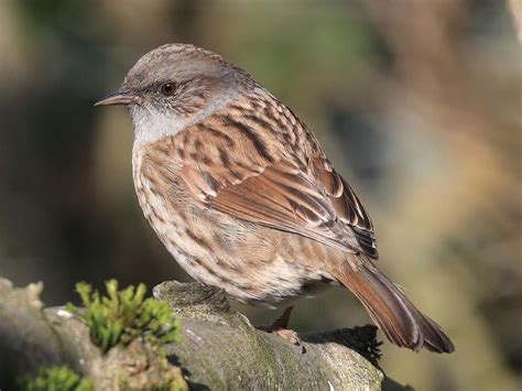 Dunnock Bird Facts (Prunella modularis) | Birdfact