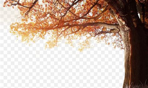 4K Resolution 1080p Autumn Wallpaper, PNG, 1131x673px, Tree, Autumn ...