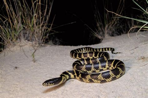 A gorgeous Desert Kingsnake (Lampropeltis splendida) from Cochise co ...