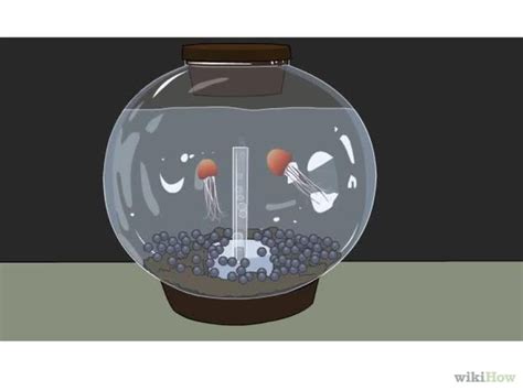 How to Start a Jellyfish Tank (with Pictures) - wikiHow | Jellyfish ...