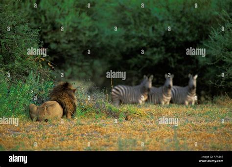 Lion hunting zebra hi-res stock photography and images - Alamy