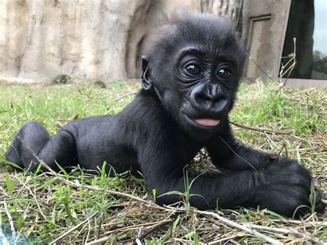 Why is this baby gorilla looks like Don Cheadle? - 9GAG