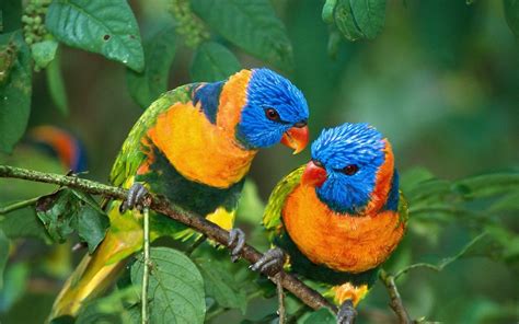 Tipos de Pájaros y Aves exóticos y tropicales