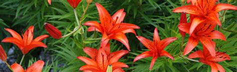 What to Do with Asiatic Lily Seed Pods :: Melinda Myers