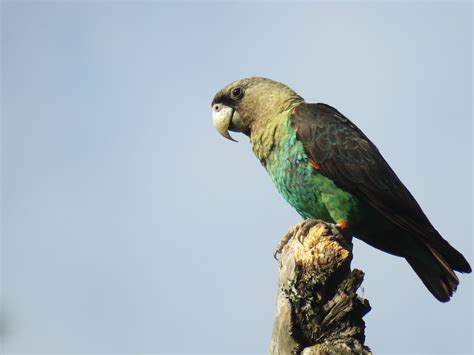 Two organisations collaborate to restore the Cape Parrot's habitat