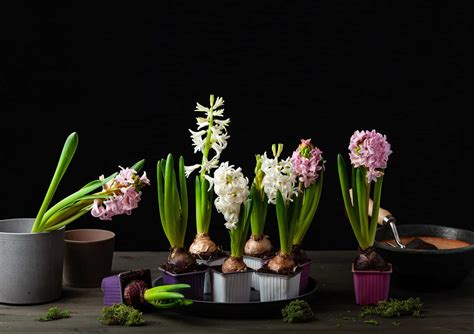 Hyacinth Bulbs - A-Z Animals