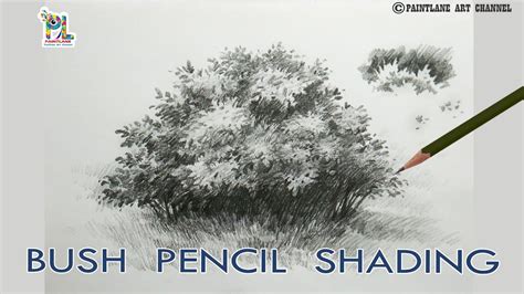 how to draw shrubs with pencil - buyerscratedog