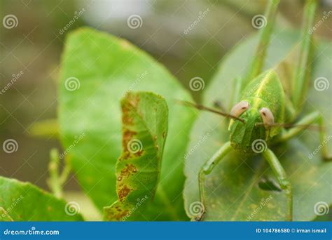 Grasshopper Camouflage stock photo. Image of flapping - 104786580