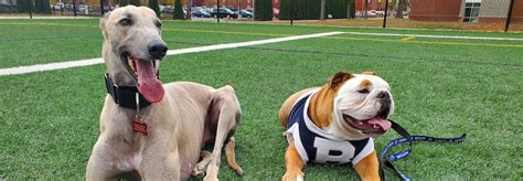 UIndy, Butler live mascots reunite for Top Dog Challenge – UIndy 360