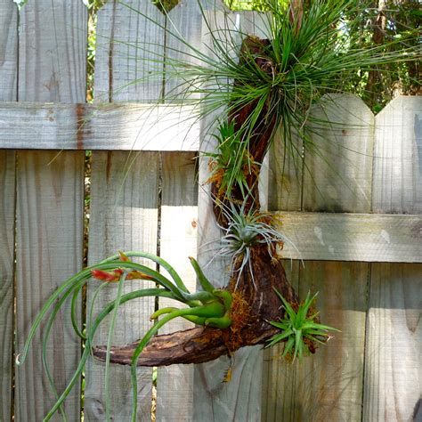 Air Plants on Gnarly Wood