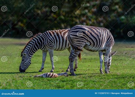 Plains Zebra, Common Zebra or Equus Quagga Graze on Pasture. Stock ...