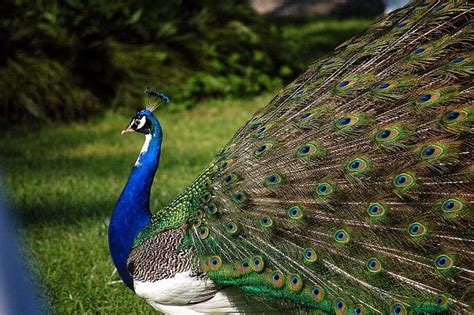 Pavone | Nature animals, Photo sharing, Peacock