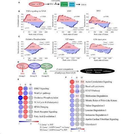 Biological pathways in Lmna −/− and upon Lmna re-expression. A,... | Download Scientific Diagram