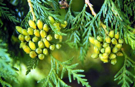 Thuja occidentalis - Wikipedia