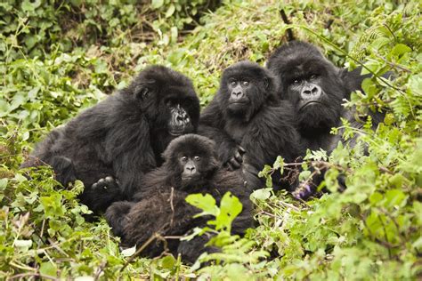 Bwindi impenetrable Forest National Park | African Quest Safaris