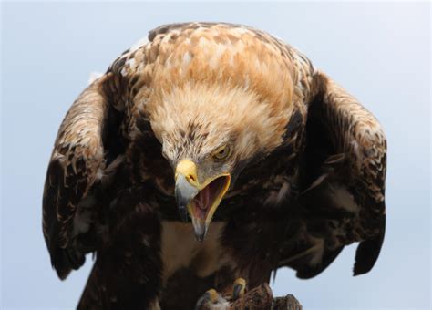 Eastern imperial eagle (Aquila heliaca)