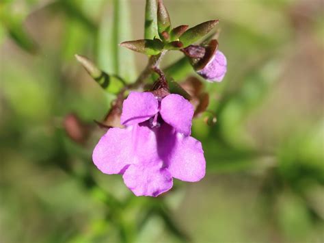 Coast Mint Bush from Cranebrook NSW 2749, Australia on November 23, 2022 at 08:52 AM by Nature ...