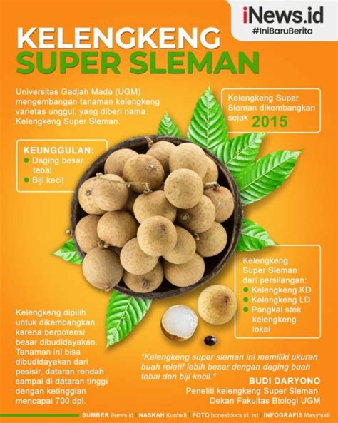 Infografis UGM Kembangkan Kelengkeng Super Sleman, Dagingnya Tebal dan Bijinya Kecil