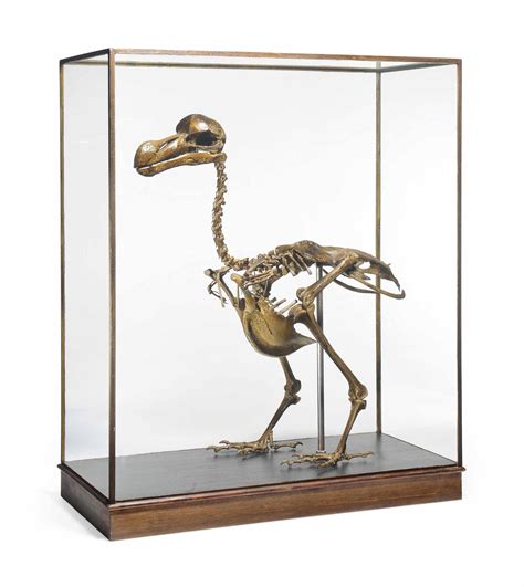 A CAST OF A COMPLETE DODO SKELETON , OF RECENT MANUFACTURE | Christie's