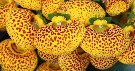 Growing Pocketbook Plants: Caring For The Gorgeous Calceolaria Flower display