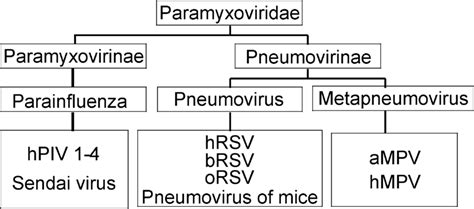 Paramyxoviridae. A new paramyxovirus closely related to RSV, the human ...