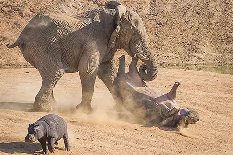 Pictured: Angry elephant FLIPS hippo in the air with its trunk - Mirror Online