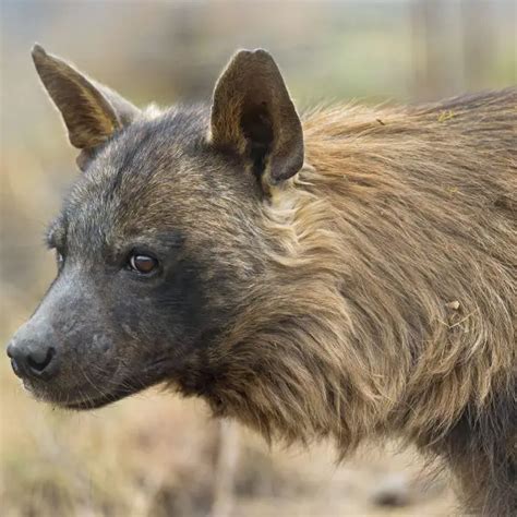 Brown Hyena - Facts, Diet, Habitat & Pictures on Animalia.bio