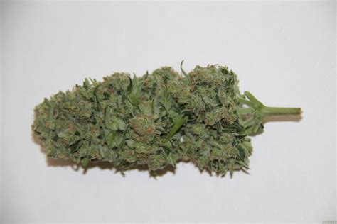 Galerie des Variétés: Super Critical (Green House Seeds) PIC #08111433488354095 by retrogott