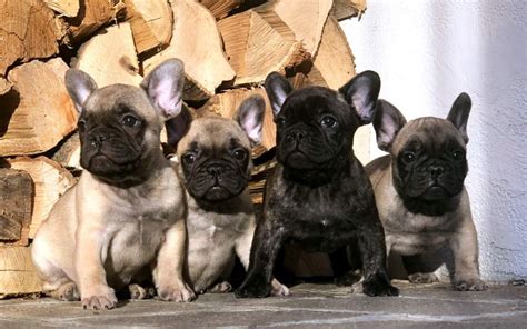 I nostri cuccioli - One Million I Am - Allevamento Bouledogue Francese