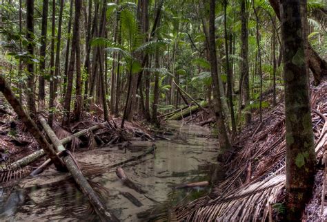 Fraser Island rainforest | Marc Tarlock | Flickr