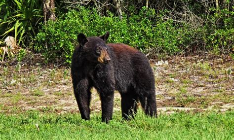 Discover the Largest Bear Ever Caught in Florida - A-Z Animals