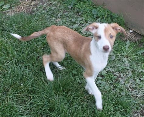 Jenson Whippet & Beagle Mix • Baby --> CUTEST puppy EVER ...