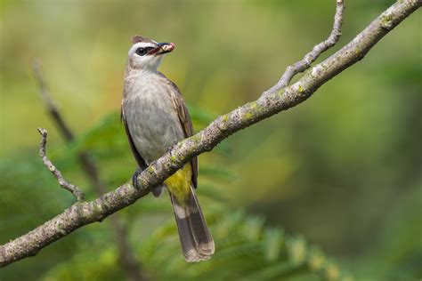 Yellow-vented Bulbul – Birds of Singapore