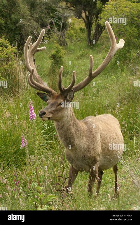 Red Deer with Antlers Stock Photo - Alamy