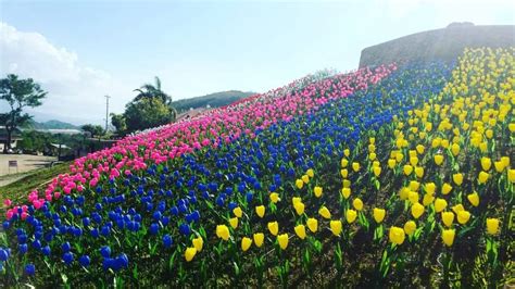 LOOK: This garden in the Philippines has 10,000 tulips! - When In Manila