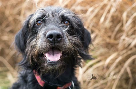 Schnauzer lab mix This is Riley when he's old. Lab Mixes, Schnauzer Mix ...