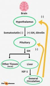 IGF-1: Miracle Hormone or Health Hazard? | Diet vs Disease