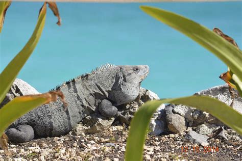 The Animals of the Sian Ka’an Biosphere Reserve