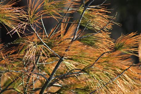 Yellow Pine Needles Photograph by Dwayne Lenker - Fine Art America