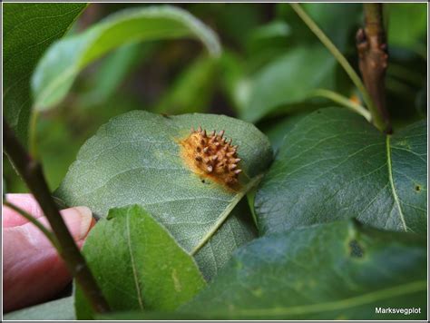 Mark's Veg Plot: Pear Rust fungus