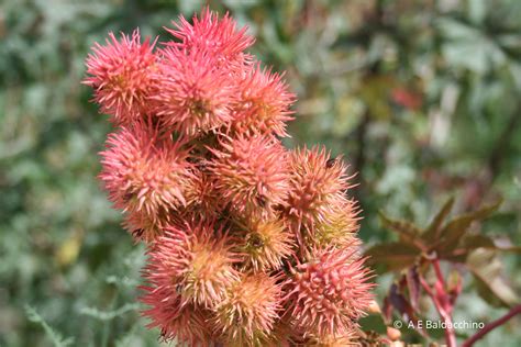 Castor Oil tree – Ricinus communis – ir-Riġnu – Chadwick Lakes