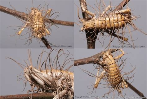 Cordyceps Fungus In Humans - hudeemwonder