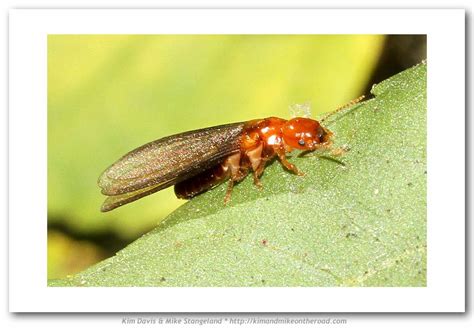 Zootermopsis angusticollis (Pacific Coast Dampwood Termite)