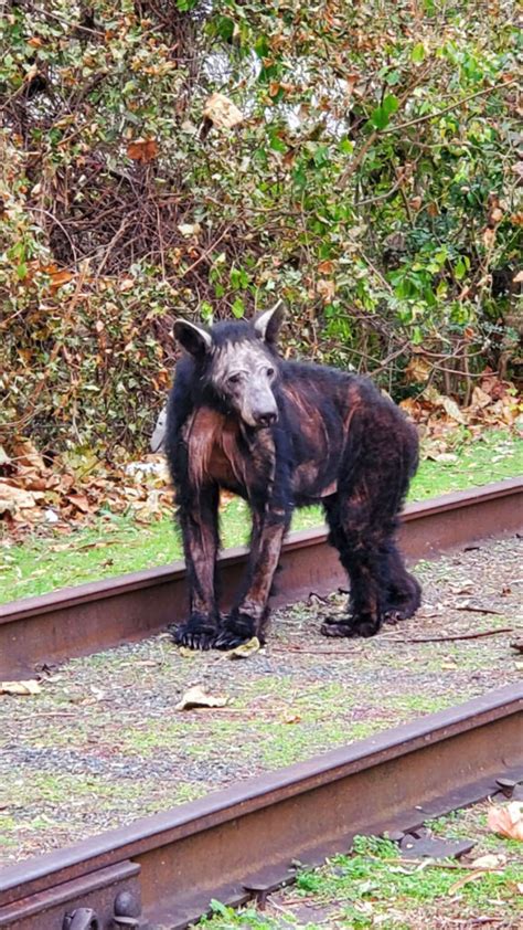 Northern Virginia sees alarming rise of mange in black bears - WTOP News