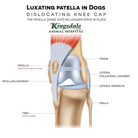 Medially Luxating Patella In Dogs And How To Treat It | Kingsdale Animal Hospital