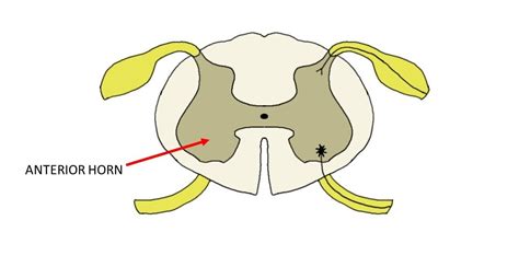 Anterior horn of the spinal cord - definition